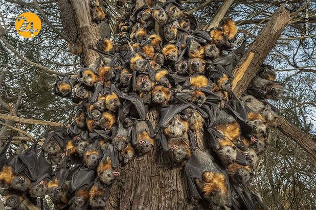 برندگان مسابقه عکاسی ۲۰۲۱