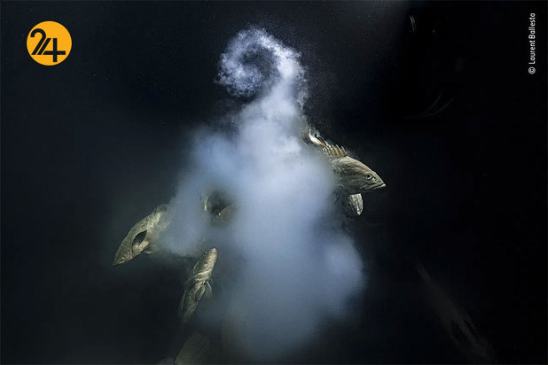 برندگان مسابقه عکاسی ۲۰۲۱