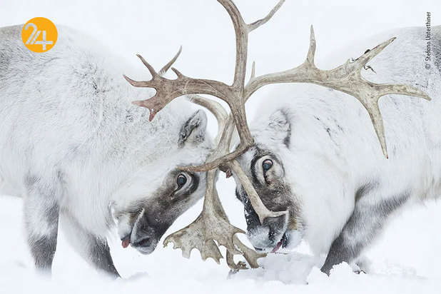 برندگان مسابقه عکاسی ۲۰۲۱
