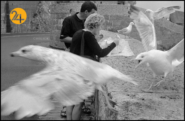 آثار عکاسی لئونارد فرید به مناسبت زادروزش