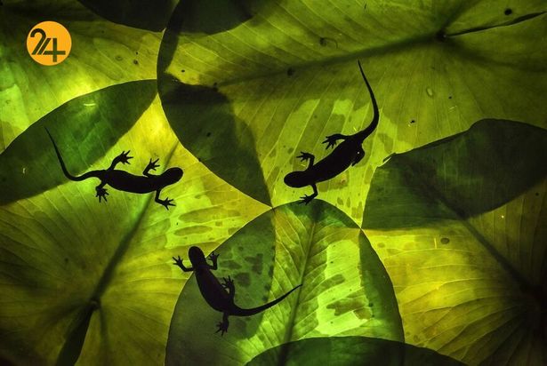 تصاویر برگزیده مسابقه عکاسی کلوزآپ ۲۰۲۱