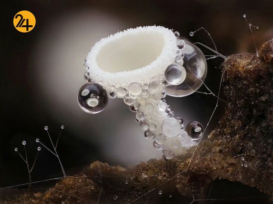 تصاویر برگزیده مسابقه عکاسی کلوزآپ ۲۰۲۱