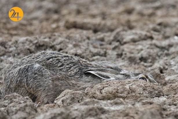 تصاویر برگزیده مسابقه عکاسی کلوزآپ ۲۰۲۱