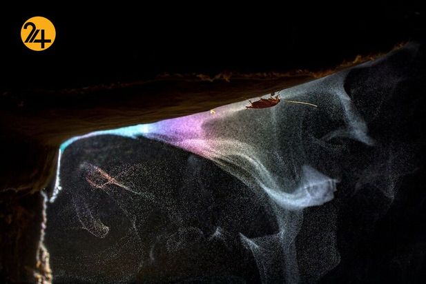 تصاویر برگزیده مسابقه عکاسی کلوزآپ ۲۰۲۱