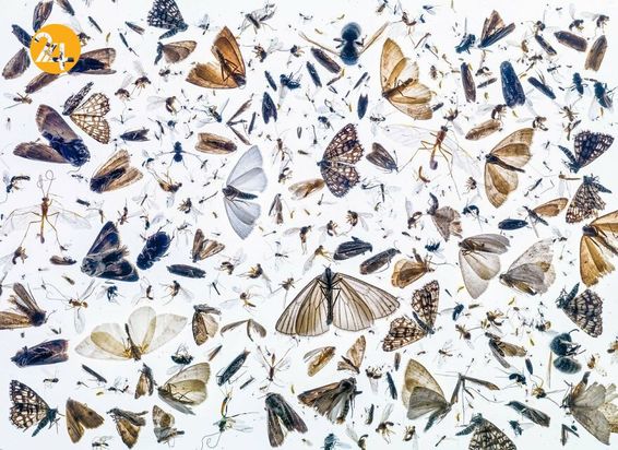 تصاویر برگزیده مسابقه عکاسی کلوزآپ ۲۰۲۱