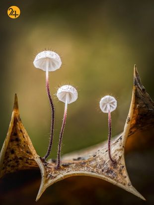 تصاویر برگزیده مسابقه عکاسی کلوزآپ ۲۰۲۱