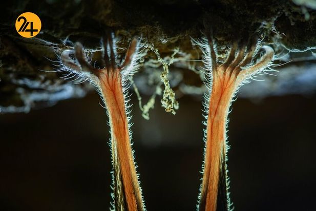 تصاویر برگزیده مسابقه عکاسی کلوزآپ ۲۰۲۱