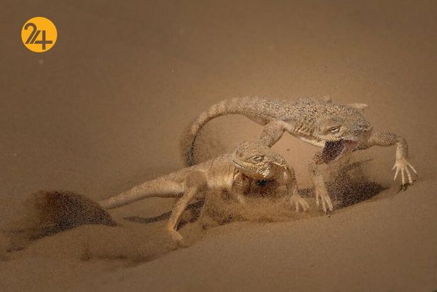 تصاویر برگزیده مسابقه عکاسی کلوزآپ ۲۰۲۱