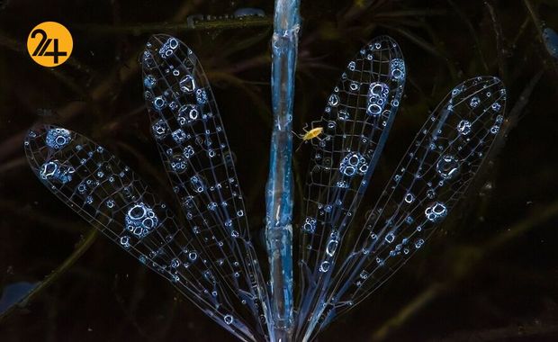 تصاویر برگزیده مسابقه عکاسی کلوزآپ ۲۰۲۱