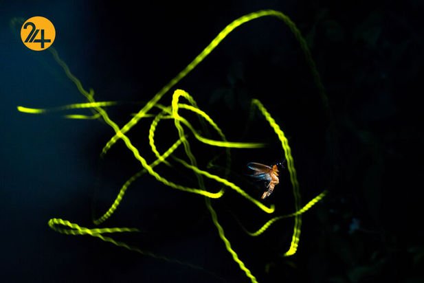 تصاویر برگزیده مسابقه عکاسی کلوزآپ ۲۰۲۱