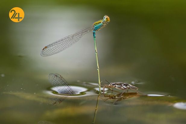 تصاویر برگزیده مسابقه عکاسی کلوزآپ ۲۰۲۱