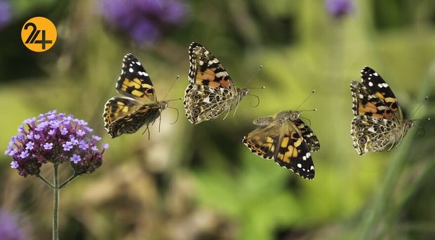 تصاویر برگزیده مسابقه عکاسی کلوزآپ ۲۰۲۱