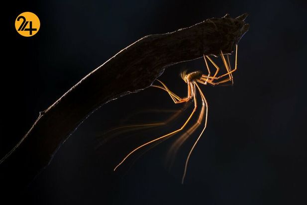 تصاویر برگزیده مسابقه عکاسی کلوزآپ ۲۰۲۱