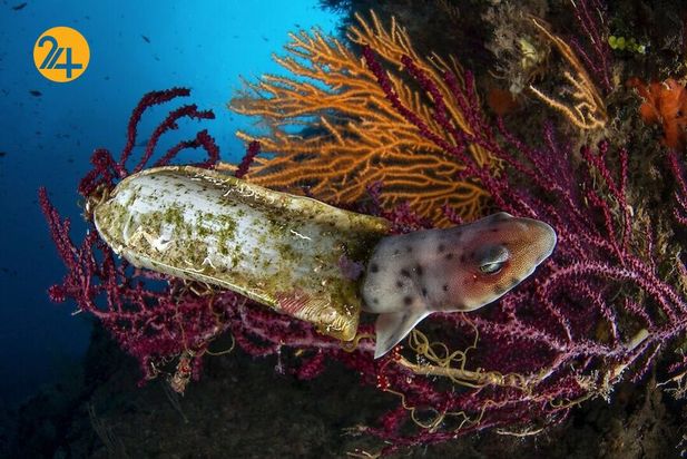 تصاویر برگزیده مسابقه عکاسی کلوزآپ ۲۰۲۱