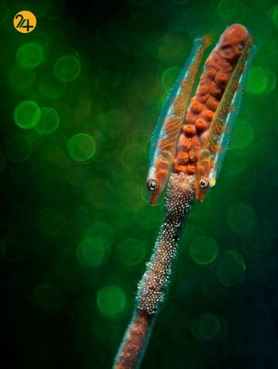 تصاویر برگزیده مسابقه عکاسی کلوزآپ ۲۰۲۱