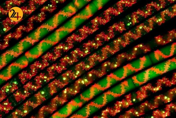 تصاویر برگزیده مسابقه عکاسی کلوزآپ ۲۰۲۱