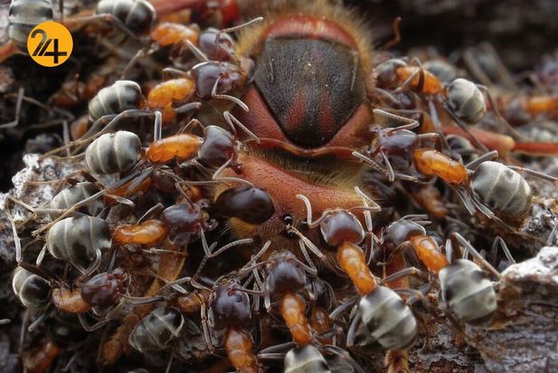 تصاویر برگزیده مسابقه عکاسی کلوزآپ ۲۰۲۱