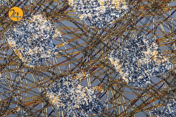 تصاویر برگزیده مسابقه عکاسی کلوزآپ ۲۰۲۱