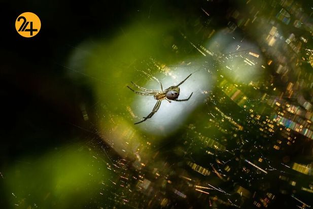 تصاویر برگزیده مسابقه عکاسی کلوزآپ ۲۰۲۱