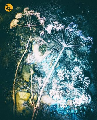 تصاویر برگزیده مسابقه عکاسی کلوزآپ ۲۰۲۱