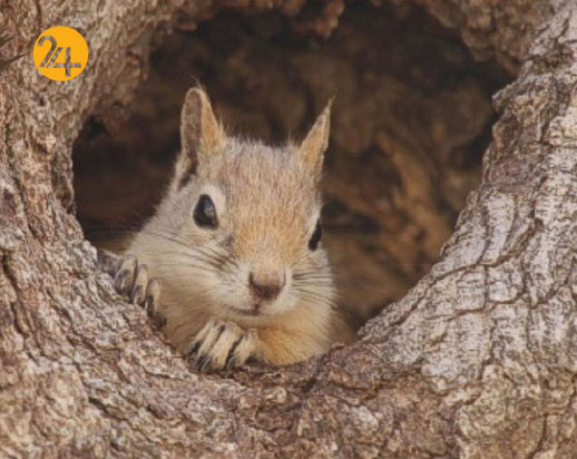 سنجاب‌های ایرانی محافظان زاگرس