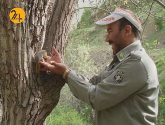 سنجاب‌های ایرانی محافظان زاگرس