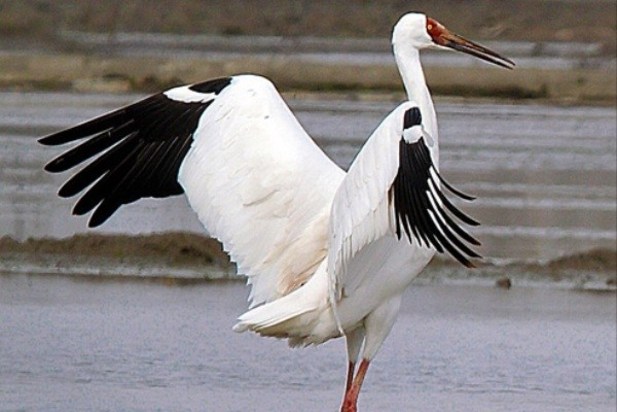 بازگشت امید به ایران