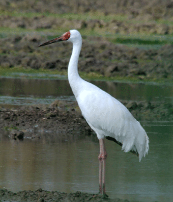 بازگشت امید به ایران