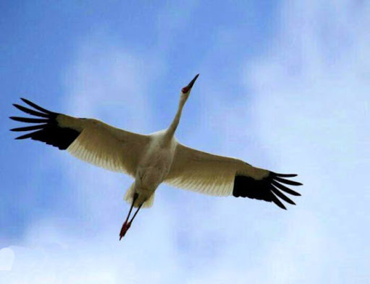 بازگشت امید به ایران