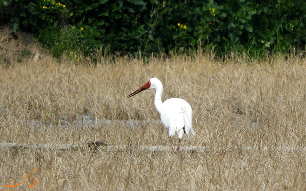 بازگشت امید به ایران