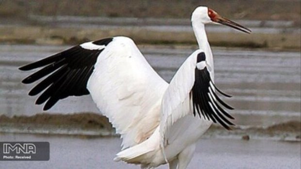 بازگشت امید به ایران