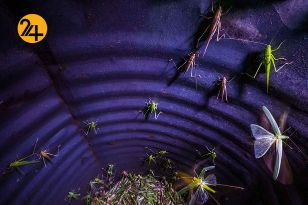 مسابقه عکاسی حیات وحش اروپا ۲۰۲۱