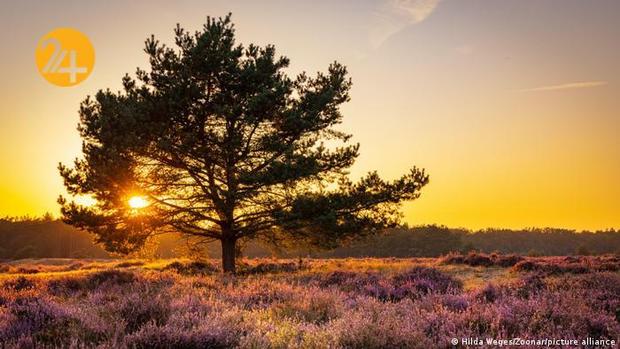 پادشاه فصول در طبیعت اروپا
