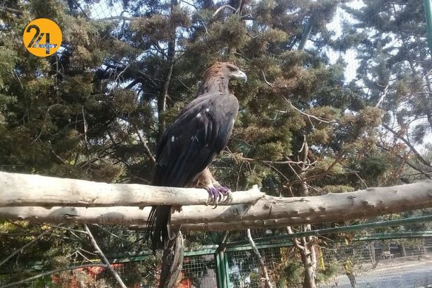 واکسیناسیون پرندگان مرکز بازپروری حیات وحش پردیسان