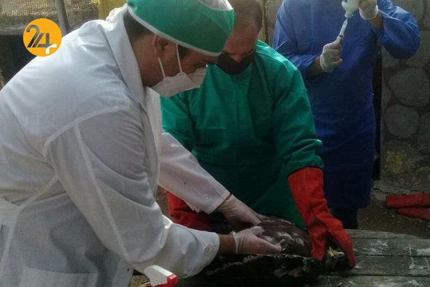 واکسیناسیون پرندگان مرکز بازپروری حیات وحش پردیسان