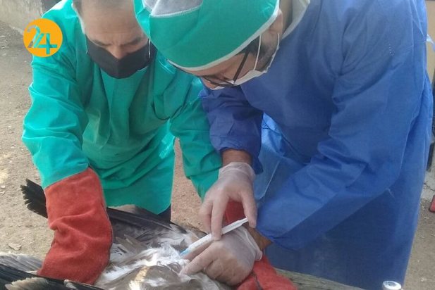 واکسیناسیون پرندگان مرکز بازپروری حیات وحش پردیسان