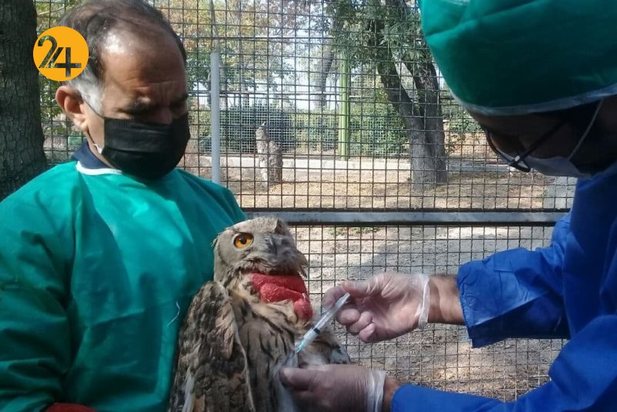 واکسیناسیون پرندگان مرکز بازپروری حیات وحش پردیسان