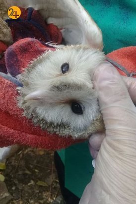 واکسیناسیون پرندگان مرکز بازپروری حیات وحش پردیسان