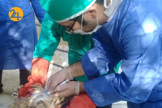 واکسیناسیون پرندگان مرکز بازپروری حیات وحش پردیسان