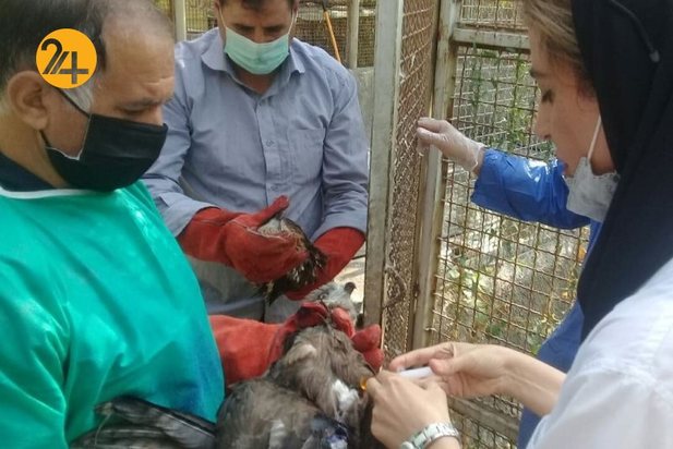 واکسیناسیون پرندگان مرکز بازپروری حیات وحش پردیسان