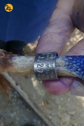 واکسیناسیون پرندگان مرکز بازپروری حیات وحش پردیسان