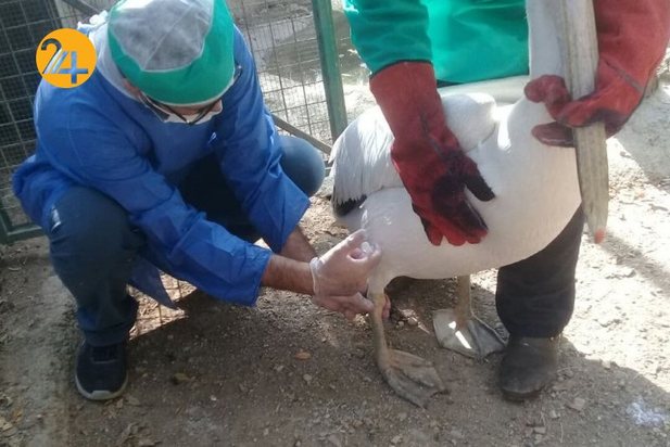 واکسیناسیون پرندگان مرکز بازپروری حیات وحش پردیسان