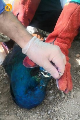 واکسیناسیون پرندگان مرکز بازپروری حیات وحش پردیسان