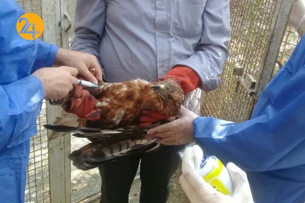 واکسیناسیون پرندگان مرکز بازپروری حیات وحش پردیسان