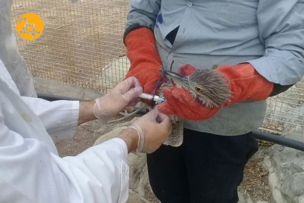 واکسیناسیون پرندگان مرکز بازپروری حیات وحش پردیسان