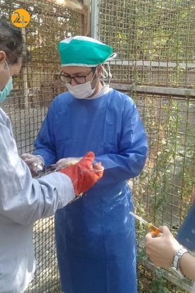 واکسیناسیون پرندگان مرکز بازپروری حیات وحش پردیسان