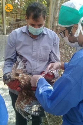 واکسیناسیون پرندگان مرکز بازپروری حیات وحش پردیسان
