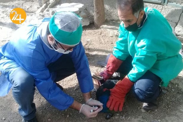 واکسیناسیون پرندگان مرکز بازپروری حیات وحش پردیسان