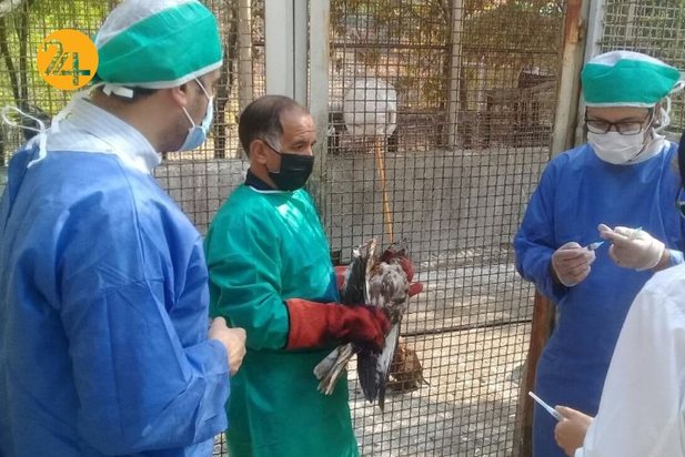 واکسیناسیون پرندگان مرکز بازپروری حیات وحش پردیسان