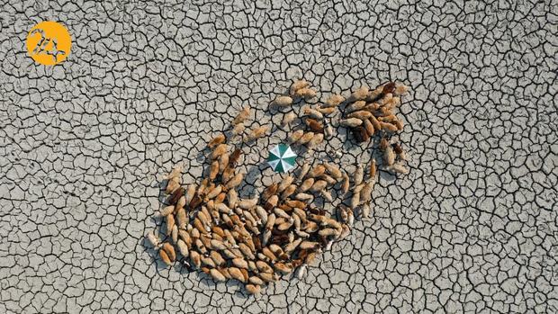 برندگان یهترین عکس مسابقه زیست محیطی۲۰۲۱